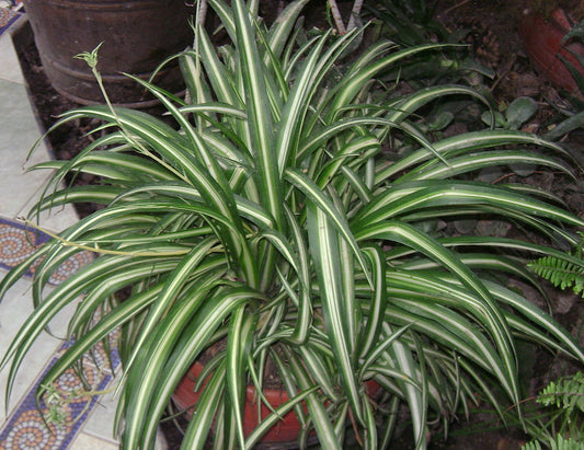10 Spider Plant Cuttings | Variegated Chlorophytum comosum | Live Unrooted Succulent Plants | Easy to Root | Air-Purifying Houseplant