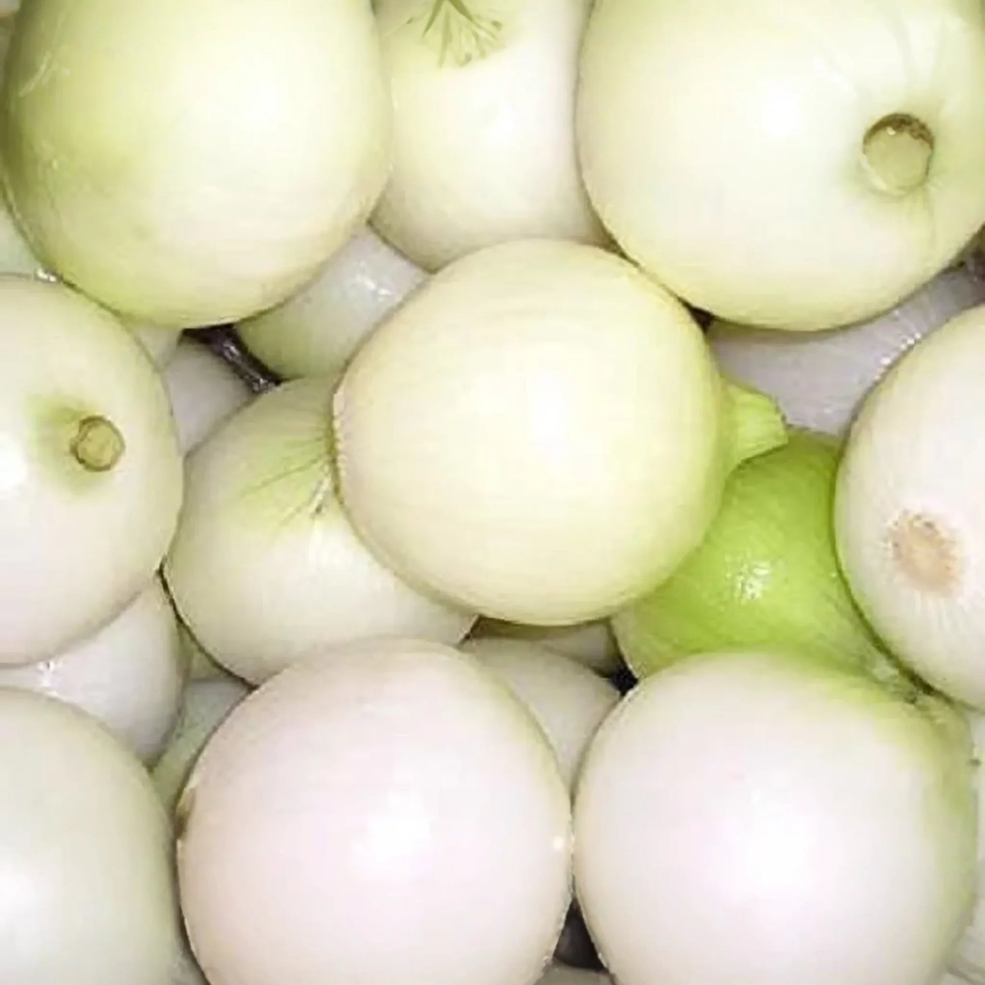 White Wax Onion Seeds | Non-GMO Heirloom Variety | Fresh Garden Seeds USA | Allium cepa