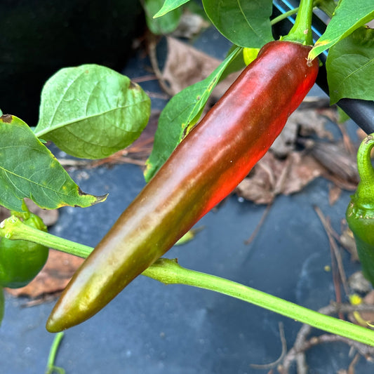 Hatch Green Mild - Guizeppi  - Seeds
