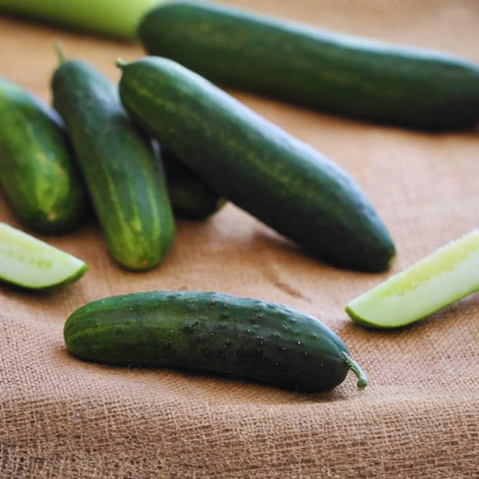 Marketmore 76 Cucumber Seeds - 50+ Non-GMO Heirloom Fresh Garden Seeds - Cucumis sativus - USA