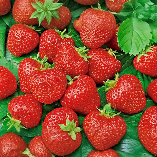 Ruby Brite Strawberry Seeds - 150 Non-GMO Flower Seeds - Fragaria × ananassa