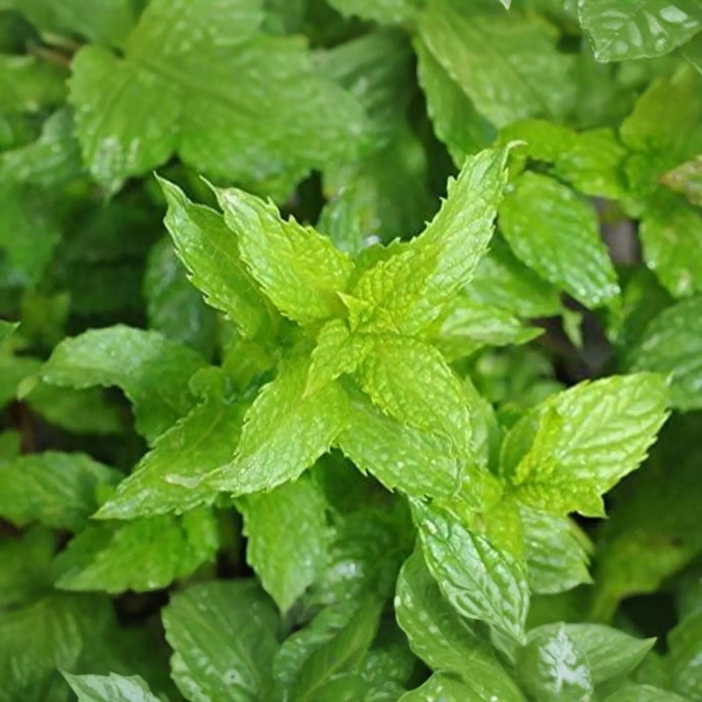 Spearmint Seeds | 1000+ Non-GMO Fresh Garden Seeds | Mentha spicata