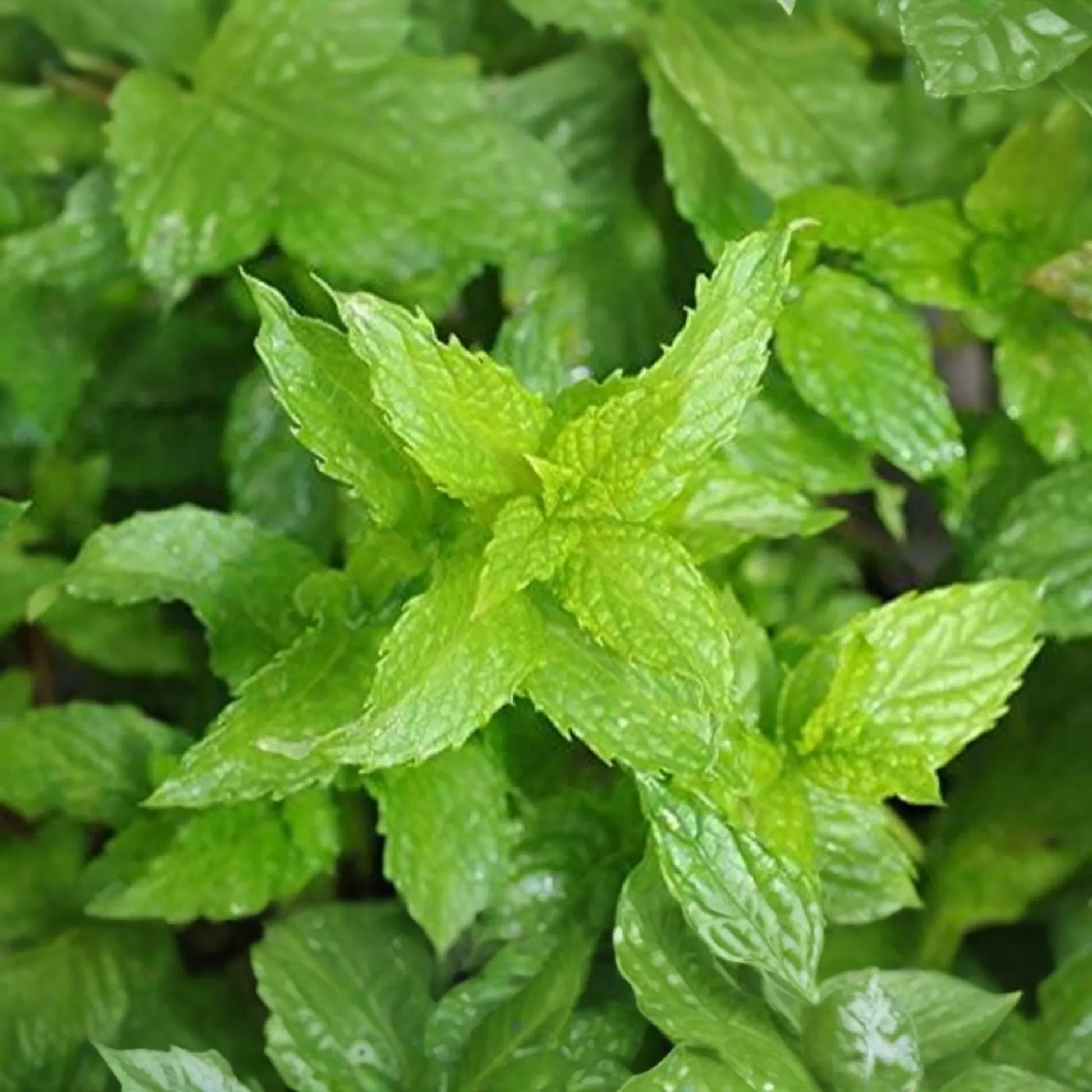 Spearmint Seeds | 1000+ Non-GMO Fresh Garden Seeds | Mentha spicata