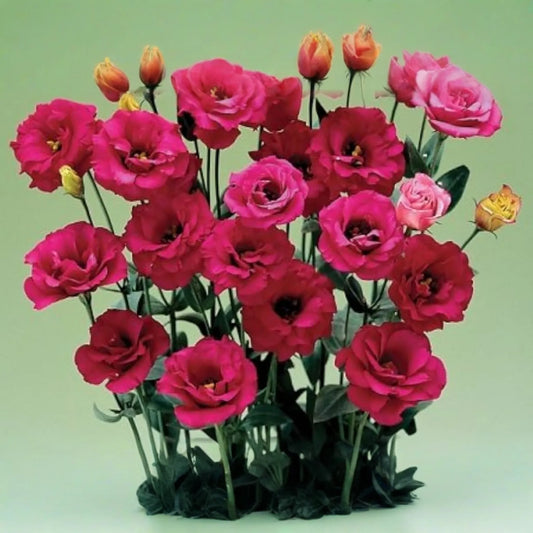 Raspberry Dalliance Lisianthus Seeds - Non-GMO Heirloom Flower Seeds (125-5000 Seeds) Eustoma grandiflorum