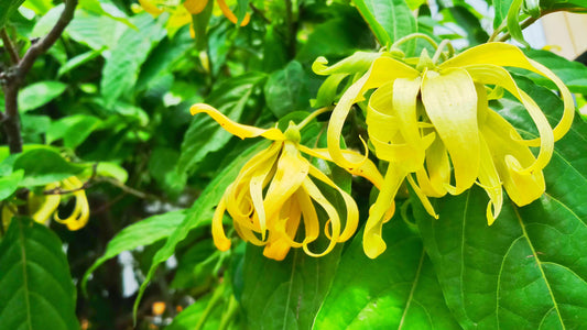 Ylang Ylang Water Hydrosol