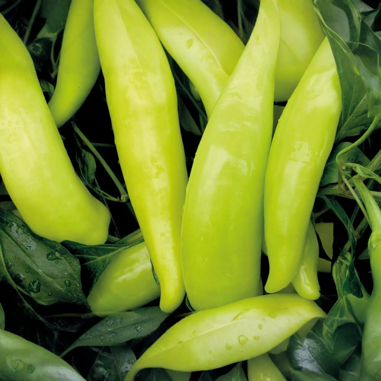 Hungarian Wax Pepper Seeds | Non-GMO | Fresh Garden Seeds | Capsicum annuum