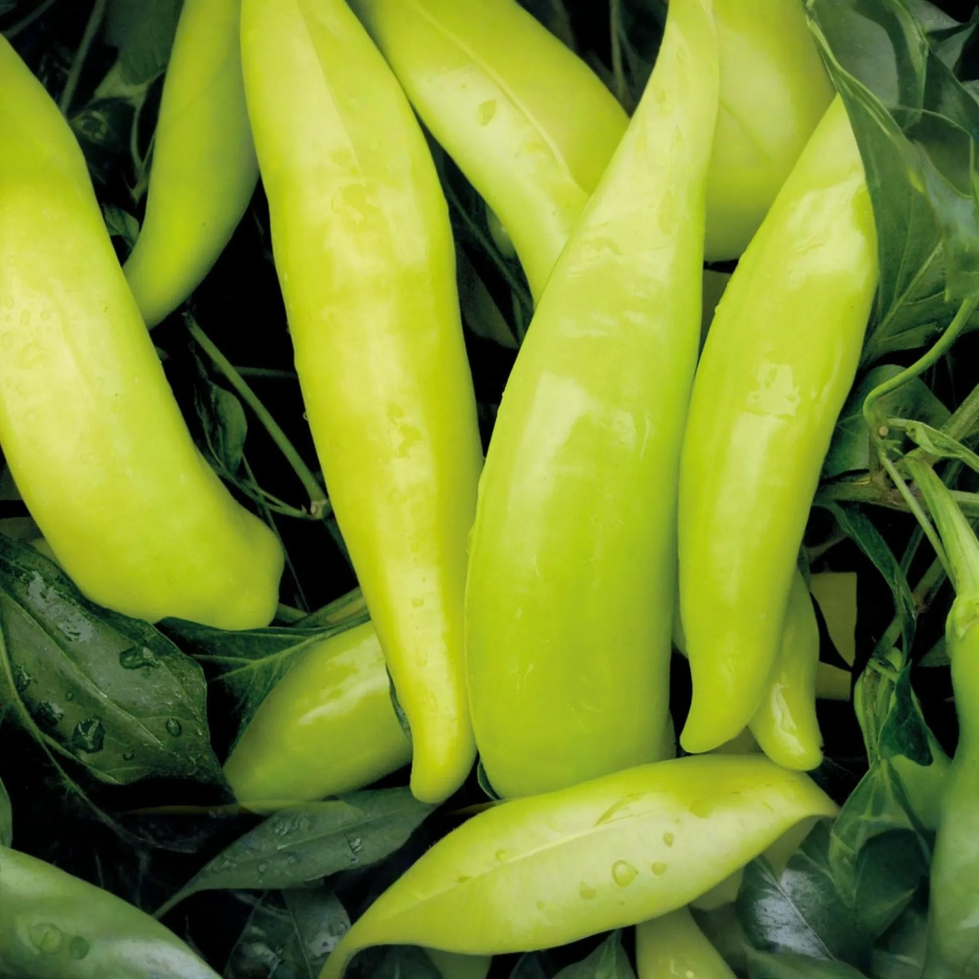 Hungarian Wax Pepper Seeds | Non-GMO | Fresh Garden Seeds | Capsicum annuum