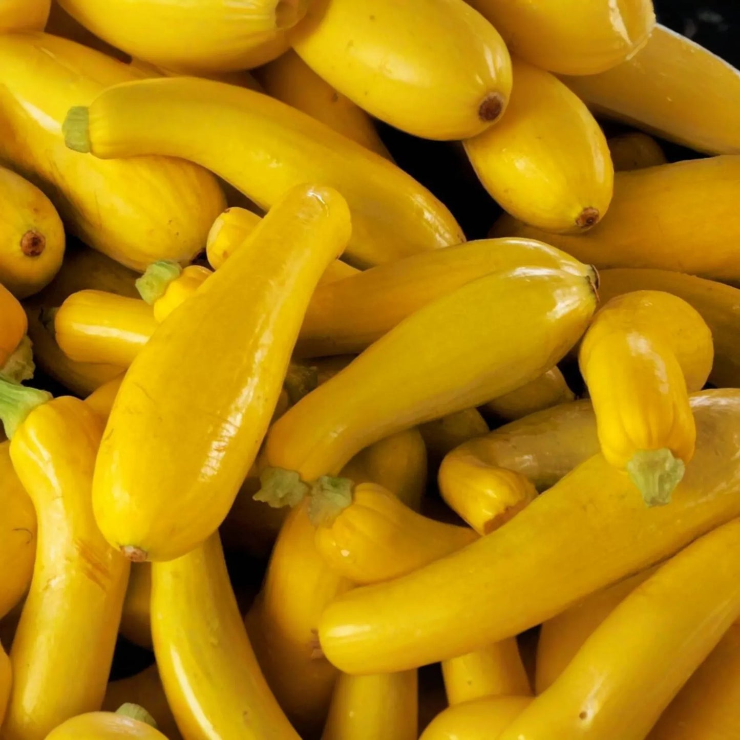Straightneck Squash Seeds - Non-GMO Heirloom - Fresh Garden Seeds USA - Cucurbita pepo