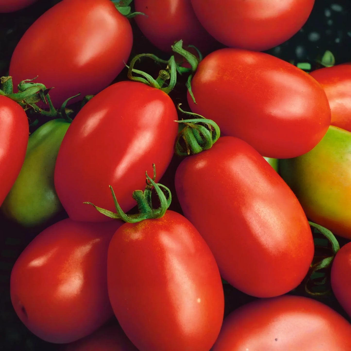 Beefsteak Heirloom Tomato Seeds | 100+ Non-GMO Vegetable Seeds | Organic Gardening | Solanum lycopersicum