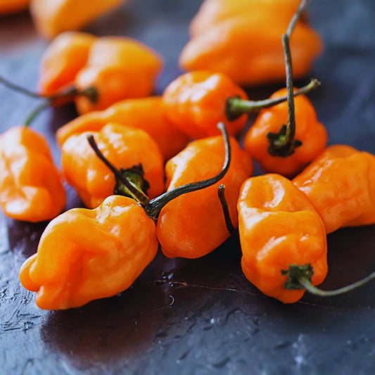 Orange Habanero Pepper Seeds - 25+ Non-GMO Fresh Garden Seeds - Capsicum chinense