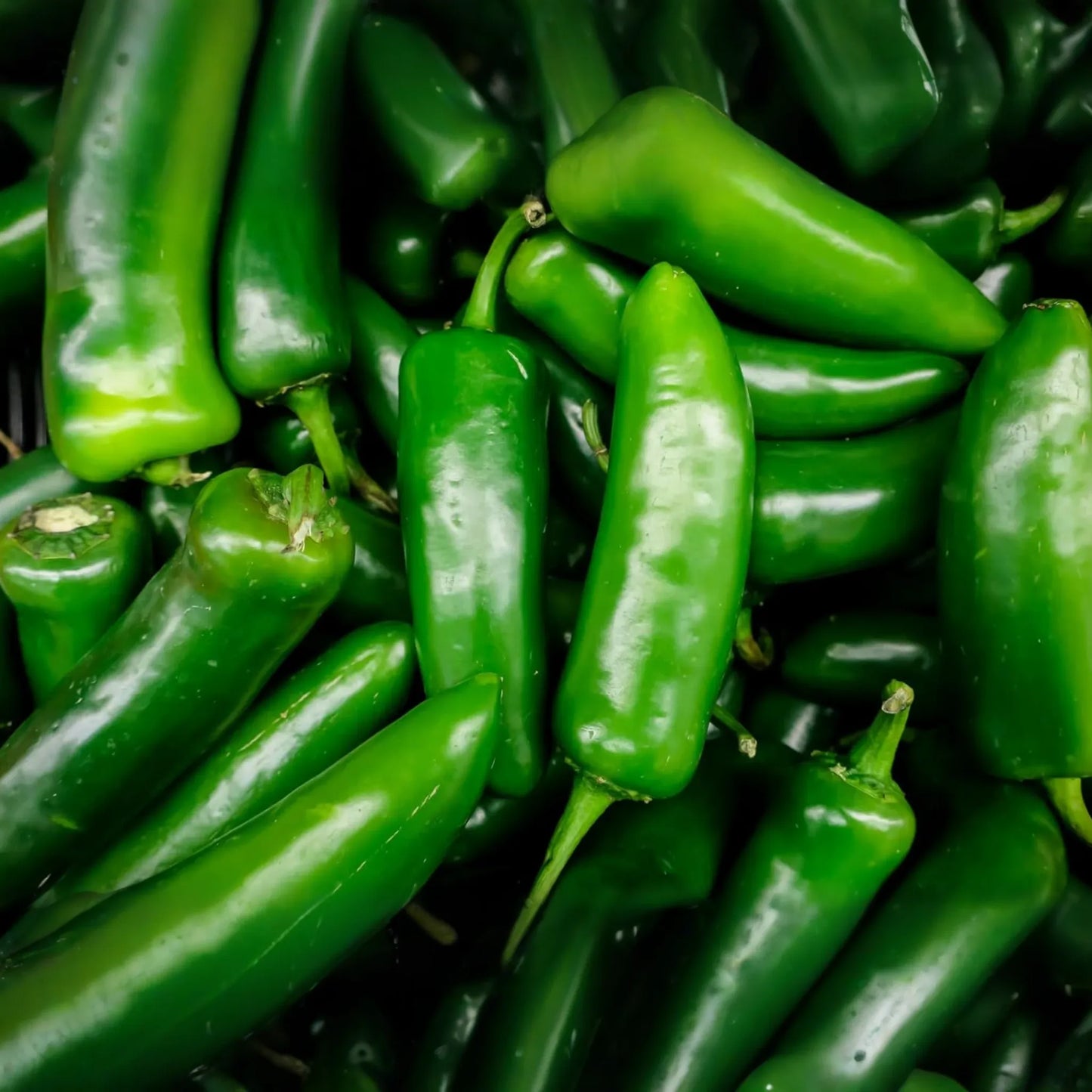 Jalapeno Pepper Seeds | 100+ Non-GMO Heirloom Seeds | Capsicum annuum | Vegetable Garden Seeds from USA