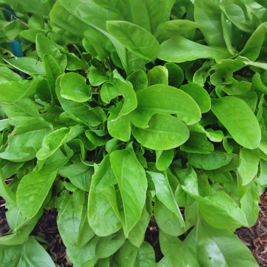 Sorrel Seeds - 300+ Large Leaf Non-GMO Garden Seeds - Rumex acetosa - Fresh USA Grown