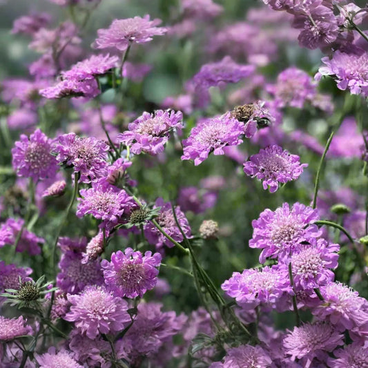 Pink Mist Scabiosa 75 Seeds Annual Flower - Scabiosa columbaria - Beautiful Pink Flowers for Garden