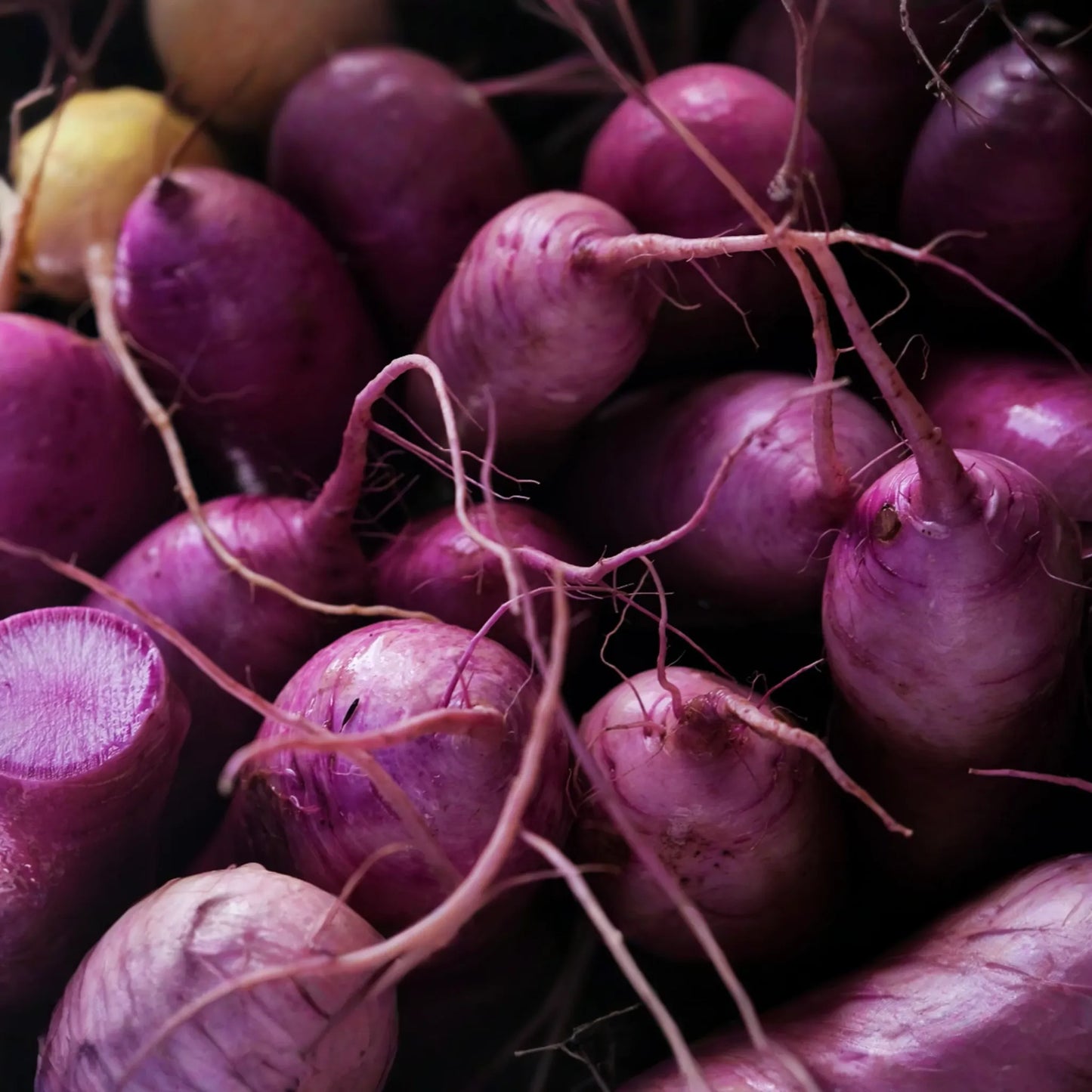 Purple Plum Radish Seeds - 300+ Non-GMO Heirloom Garden Seeds - Fresh Vegetable Seeds for Home Gardening