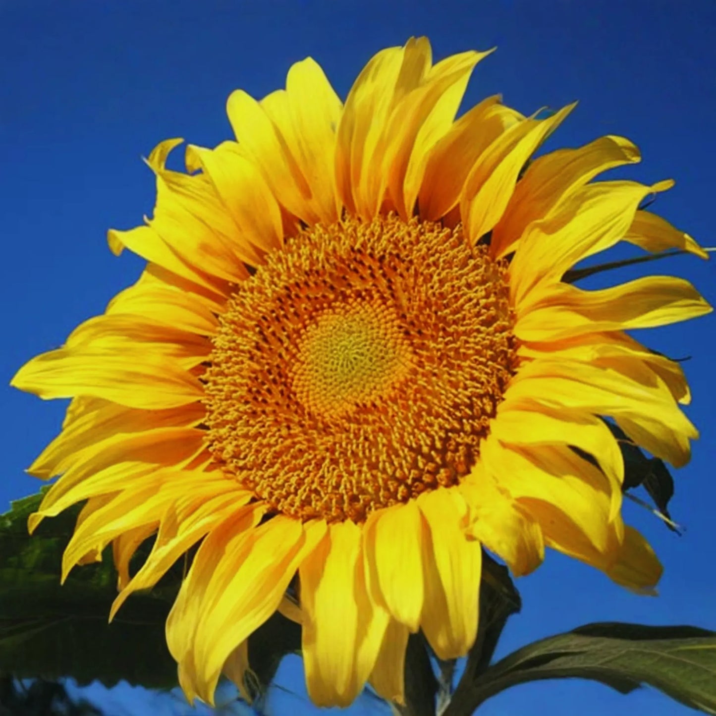 Bulk Mammoth Grey-Stripe Sunflower Seeds | Non-GMO Heirloom Garden Seeds | Perfect for Gardens & Landscapes