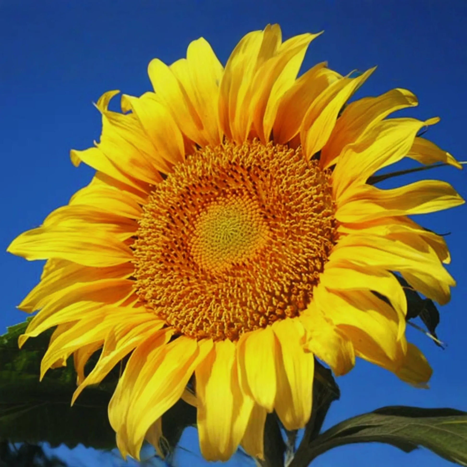 Bulk Mammoth Grey-Stripe Sunflower Seeds | Non-GMO Heirloom Garden Seeds | Perfect for Gardens & Landscapes