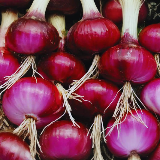 Red Burgundy Onion Seeds - 200+ Non-GMO Garden Seeds - Allium cepa - Premium Vegetable Seeds for Home Garden