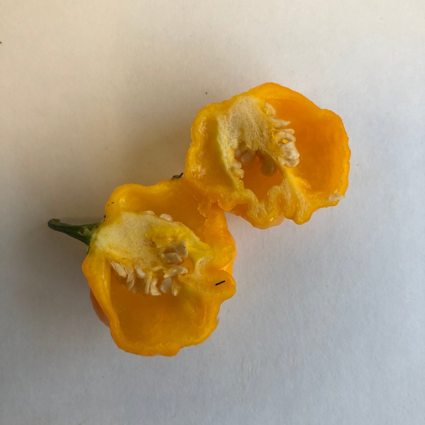 Scotch Brains - Seeds