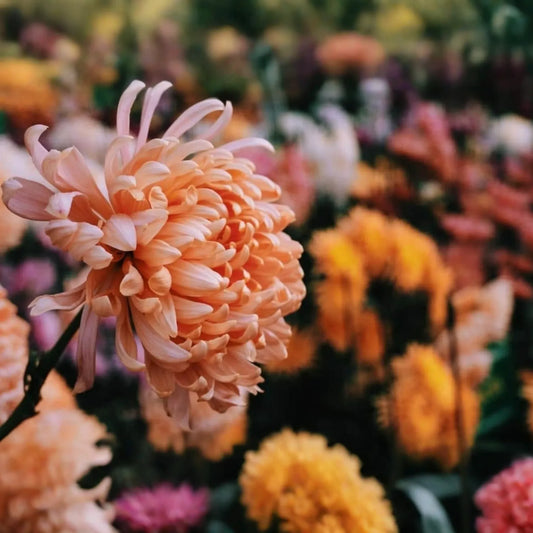 Crimson Sparks Mum Seeds - 200 Chrysanthemum Flower Seeds - Colorful Garden Blooms - Perfect for Fall Planting