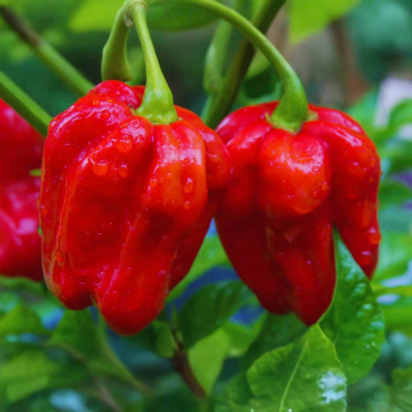 Habanero Pepper Seeds | Non-GMO | Hot Red Variety | Capsicum chinense | USA Grown