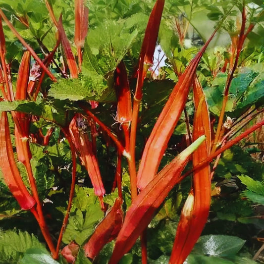 Red Okra Seeds - 100+ Non-GMO Heirloom Seeds for Fresh Garden Planting - Abelmoschus esculentus