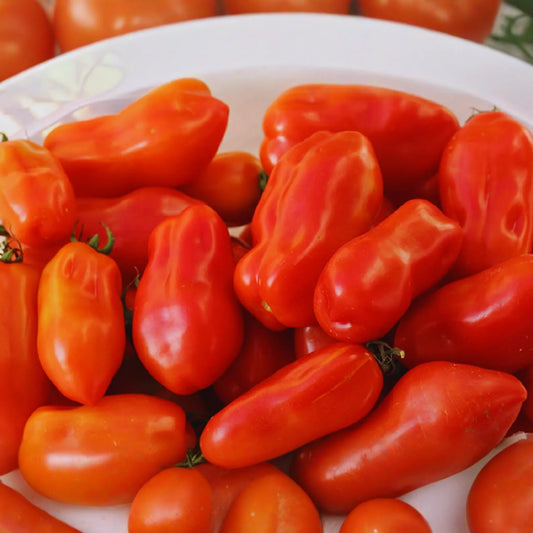 San Marzano Tomato Seeds - 100+ Heirloom Non-GMO Garden Seeds - Perfect for Home Gardening - Solanum lycopersicum