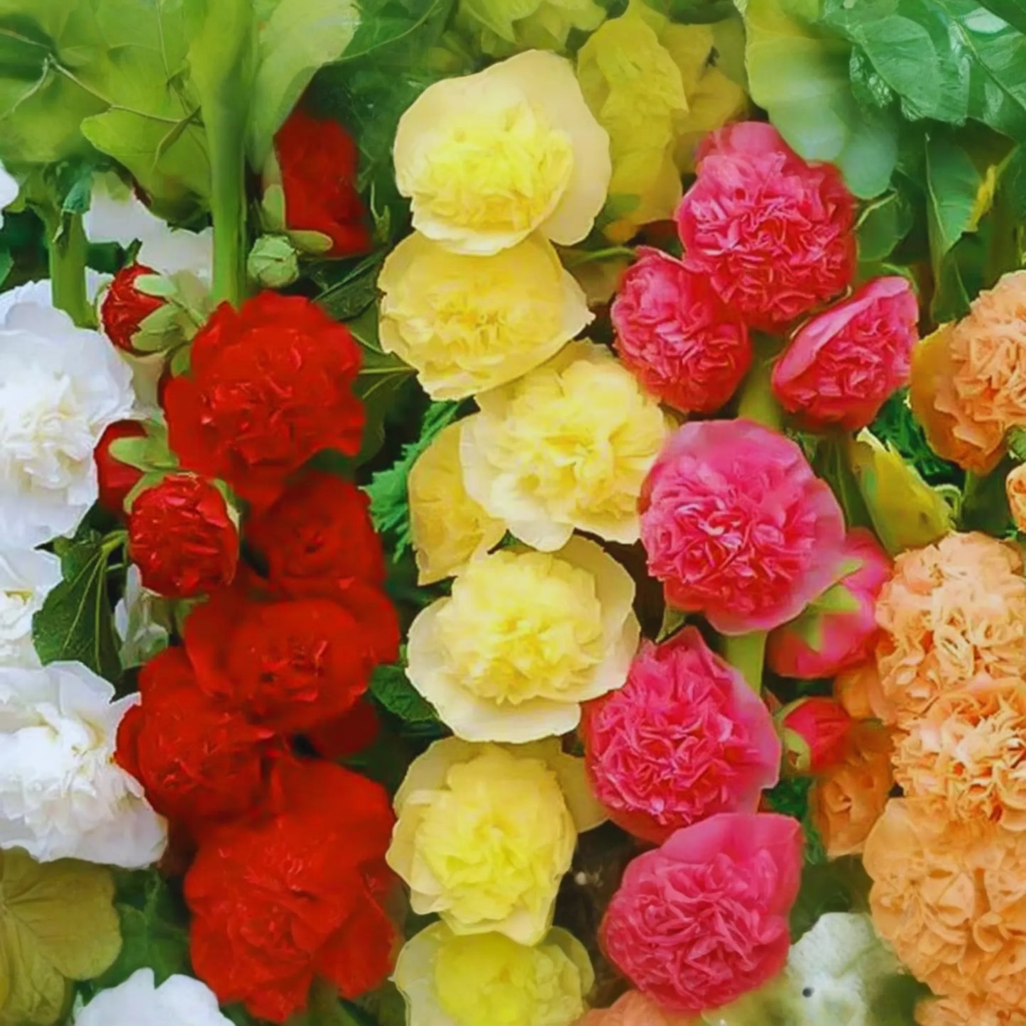 Hollyhock Flower Seeds Color Mix | White Pink Red Yellow | Fresh Garden Seeds