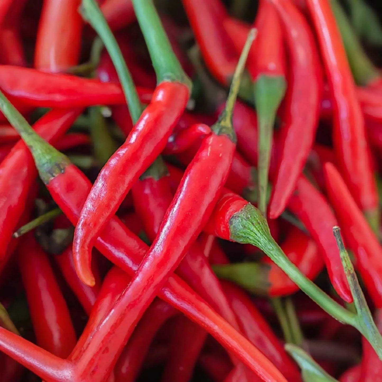 Cayenne Pepper Seeds - 50+ Non-GMO Fresh Garden Seeds - Capsicum annuum
