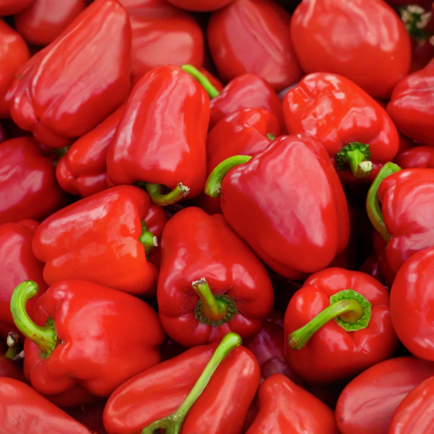 Sweet Red Bell Pepper Seeds | Non-GMO Heirloom | Fresh Garden Seeds | Capsicum annuum