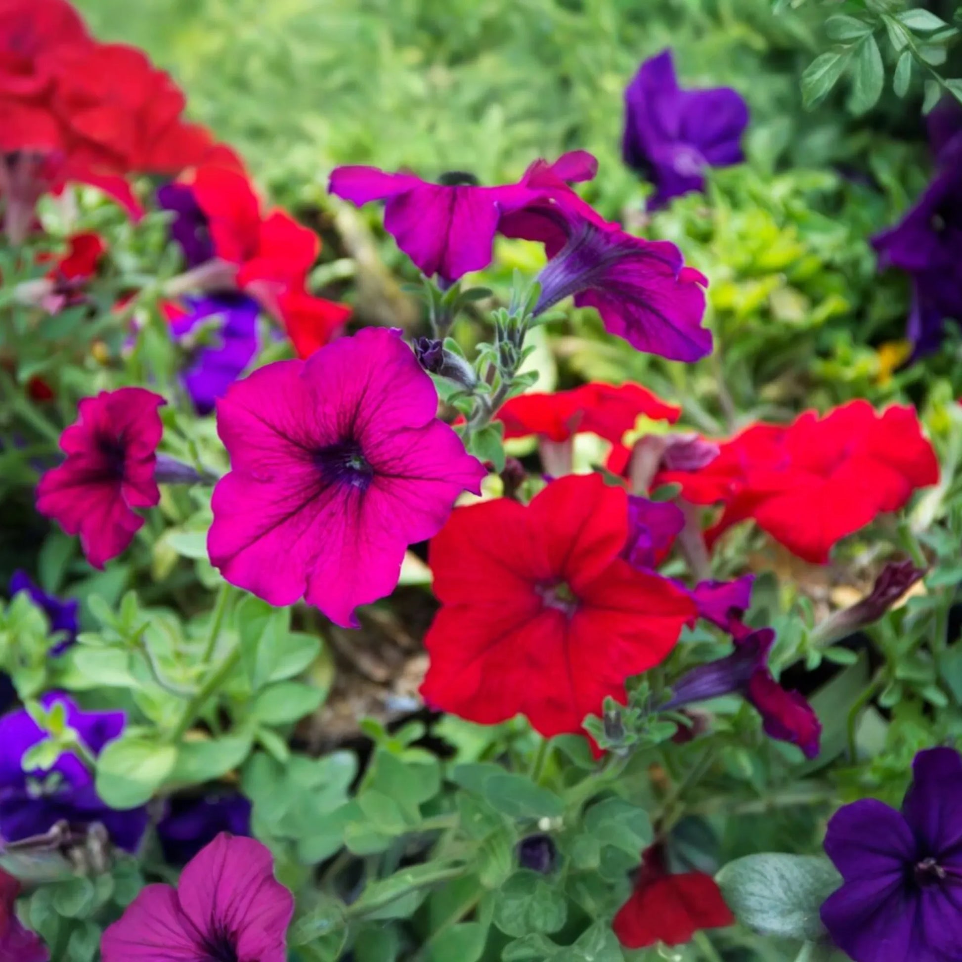 Dwarf Petunia Seeds MIX Colors - Non-GMO Fresh Flower Garden Seeds BULK - Petunia x hybrida