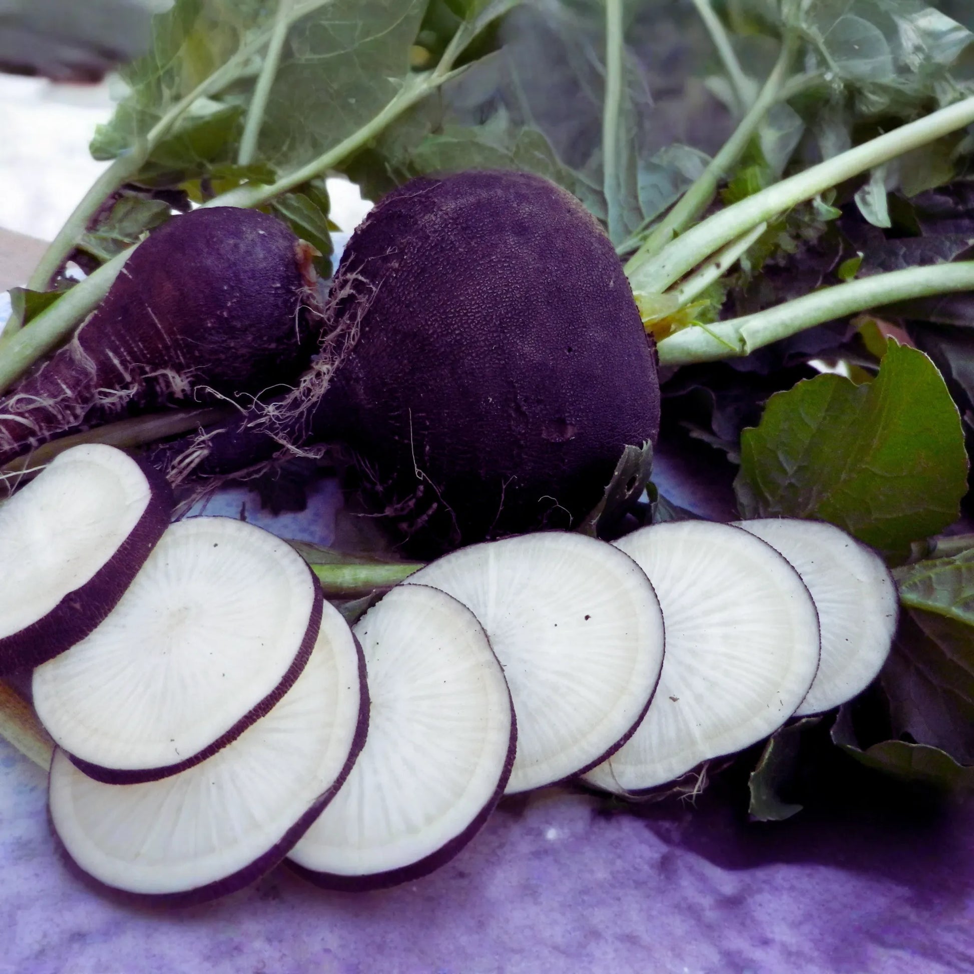 Black Spanish Radish Seeds | 300+ Non-GMO Seeds | Fresh Garden Seeds | Raphanus sativus