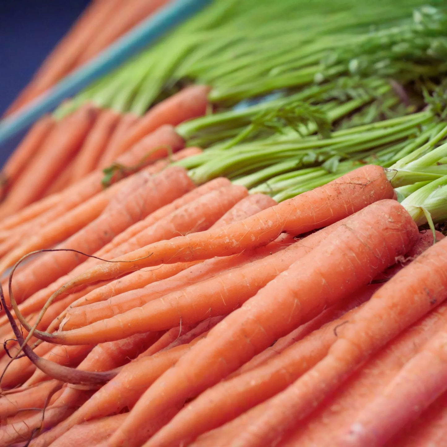 Tendersweet Carrot Seeds - 800+ Non-GMO Seeds for Fresh Garden | Daucus carota - USA Free Shipping