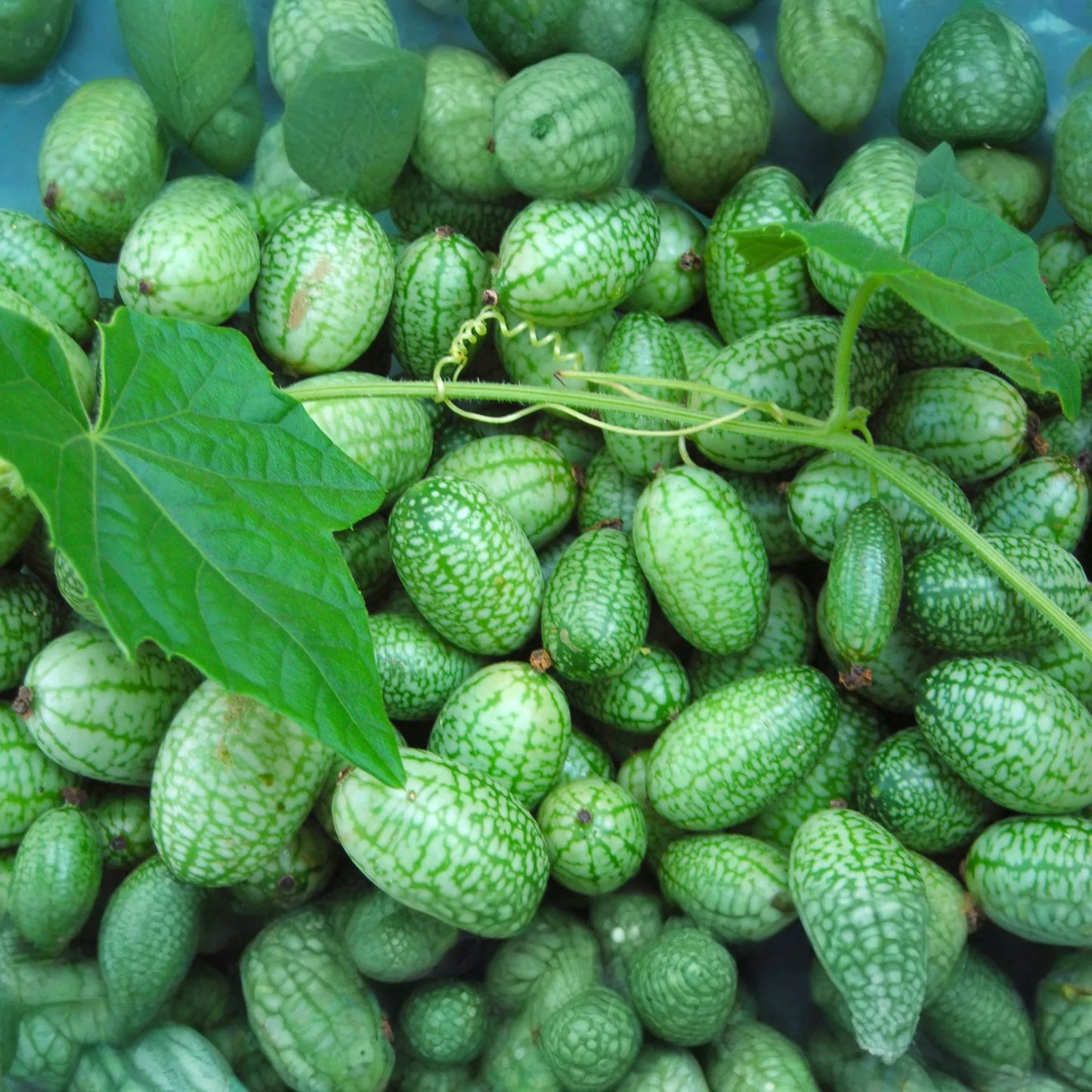 Mexican Gherkin Seeds | Heirloom Non-GMO Mini Cucumbers | Cucamelon (Melothria scabra)