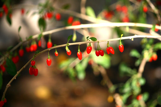 10 Goji Berry Cuttings – Fresh Unrooted Lycium Barbarum for Propagation – Grow Your Own Superfruit Plant at Home or Garden