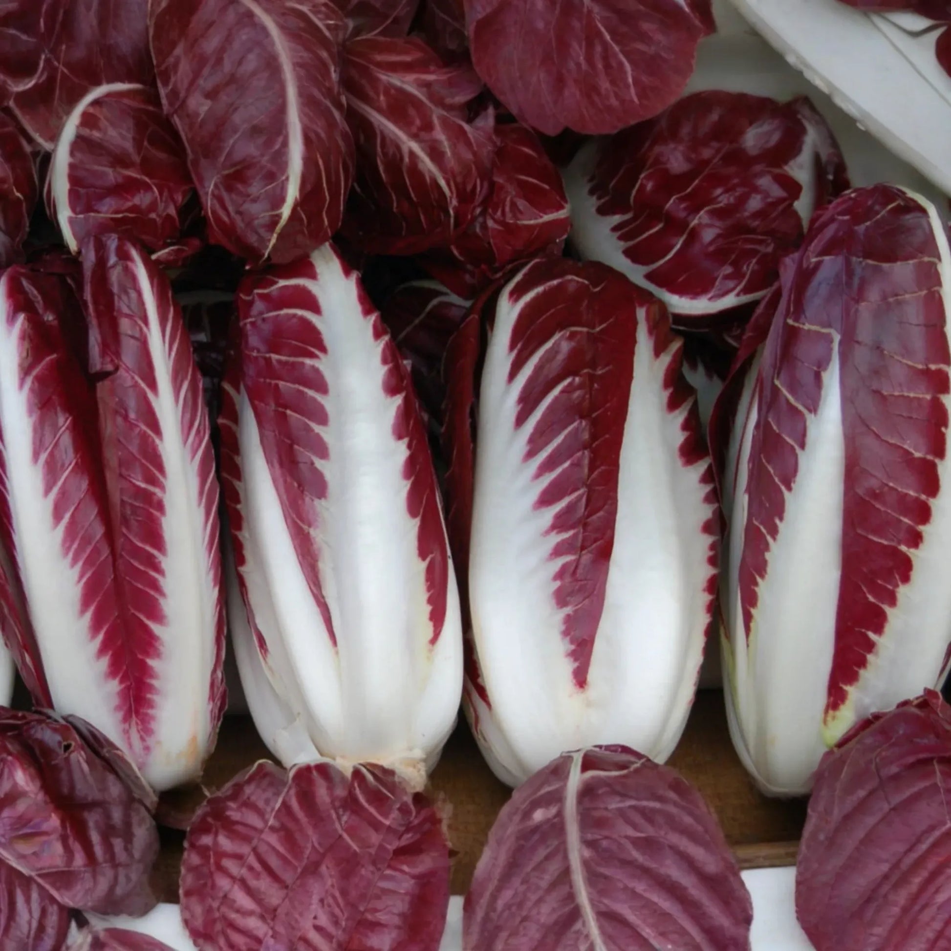 Radicchio Seeds 500+ Non-GMO Heirloom Garden Seeds | Fresh USA Grown