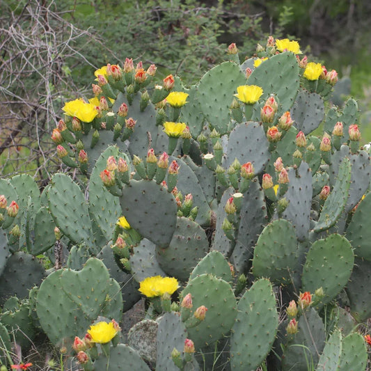 Prickly Pear Cactus Cutting (Opuntia) – Live Unrooted Pad with Orange, Pink & Yellow Blooms – Easy Grow Outdoor Succulent