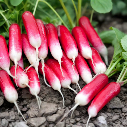 French Breakfast Radish Seeds | 300+ Non-GMO Heirloom Seeds | Fresh Garden Variety | Raphanus sativus