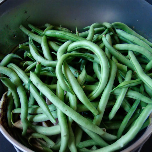 Blue Lake Pole Green Bean Seeds | Non-GMO Heirloom | Fresh Garden Seeds Bulk | Phaseolus vulgaris