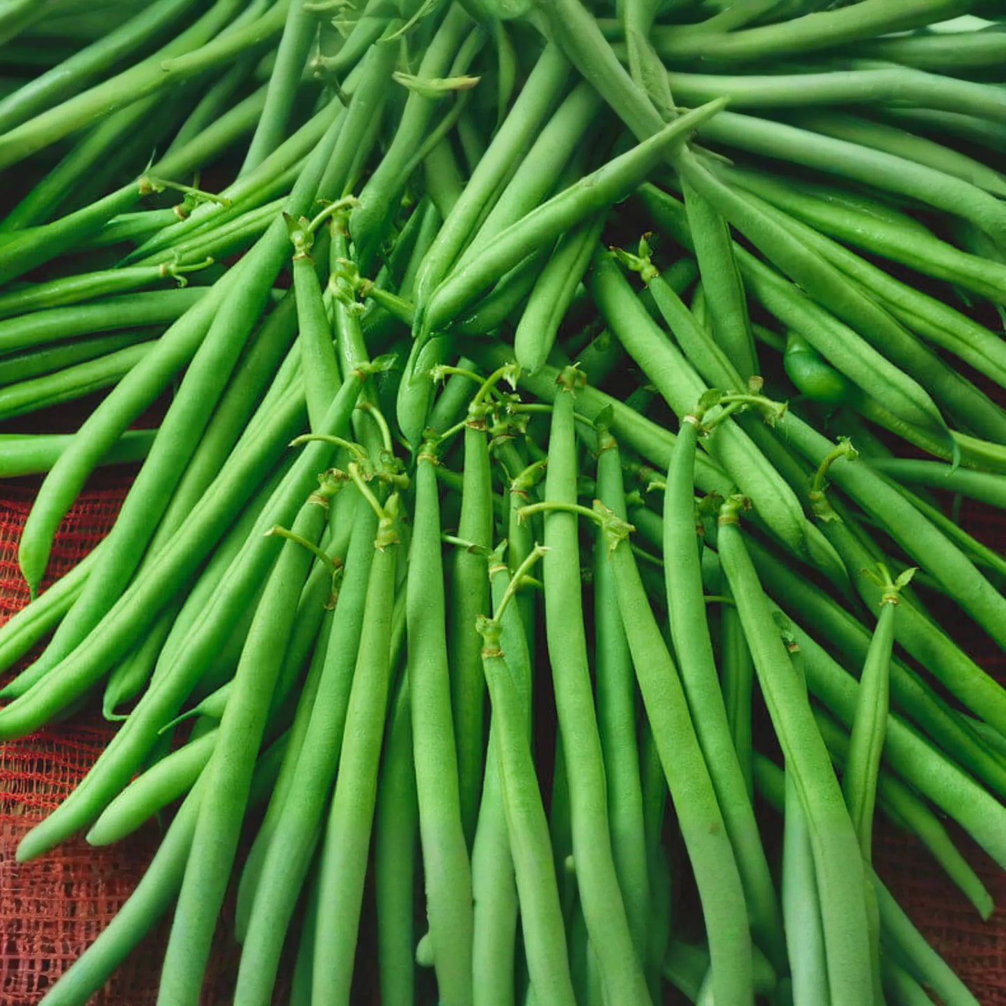 Top Crop Bush Bean Seeds | Non-GMO Heirloom Variety | Fresh Garden Seeds | Phaseolus vulgaris