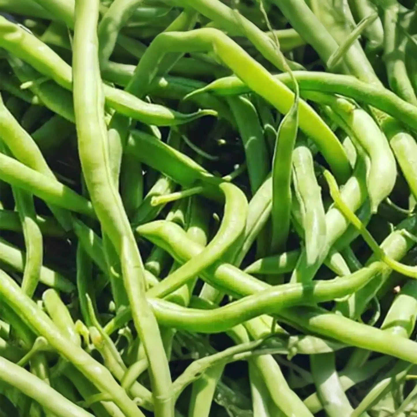 Blue Lake Pole Bean Seeds - Non-GMO Bulk Fresh Garden Seeds - Phaseolus vulgaris