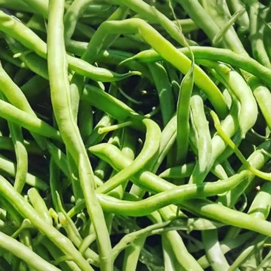 Blue Lake Pole Bean Seeds - Non-GMO Bulk Fresh Garden Seeds - Phaseolus vulgaris