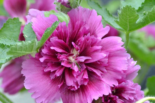 Hollyhock Seeds - Queeny Purple - 2004 AAS Winner - Alcea rosea