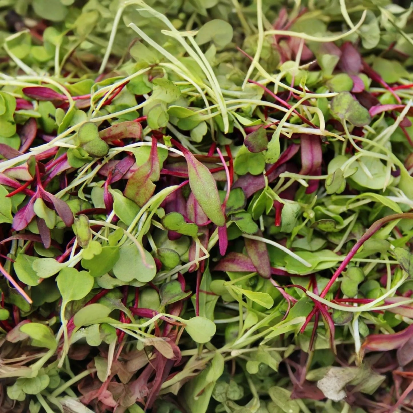 Basic Salad Mix Microgreen Seeds | Non-GMO Bulk Garden Seeds | Fresh Edible Greens | USA Grown