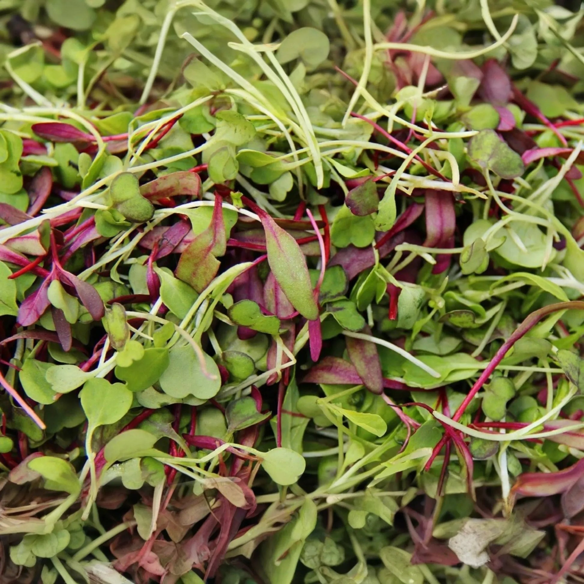 Basic Salad Mix Microgreen Seeds | Non-GMO Bulk Garden Seeds | Fresh Edible Greens | USA Grown