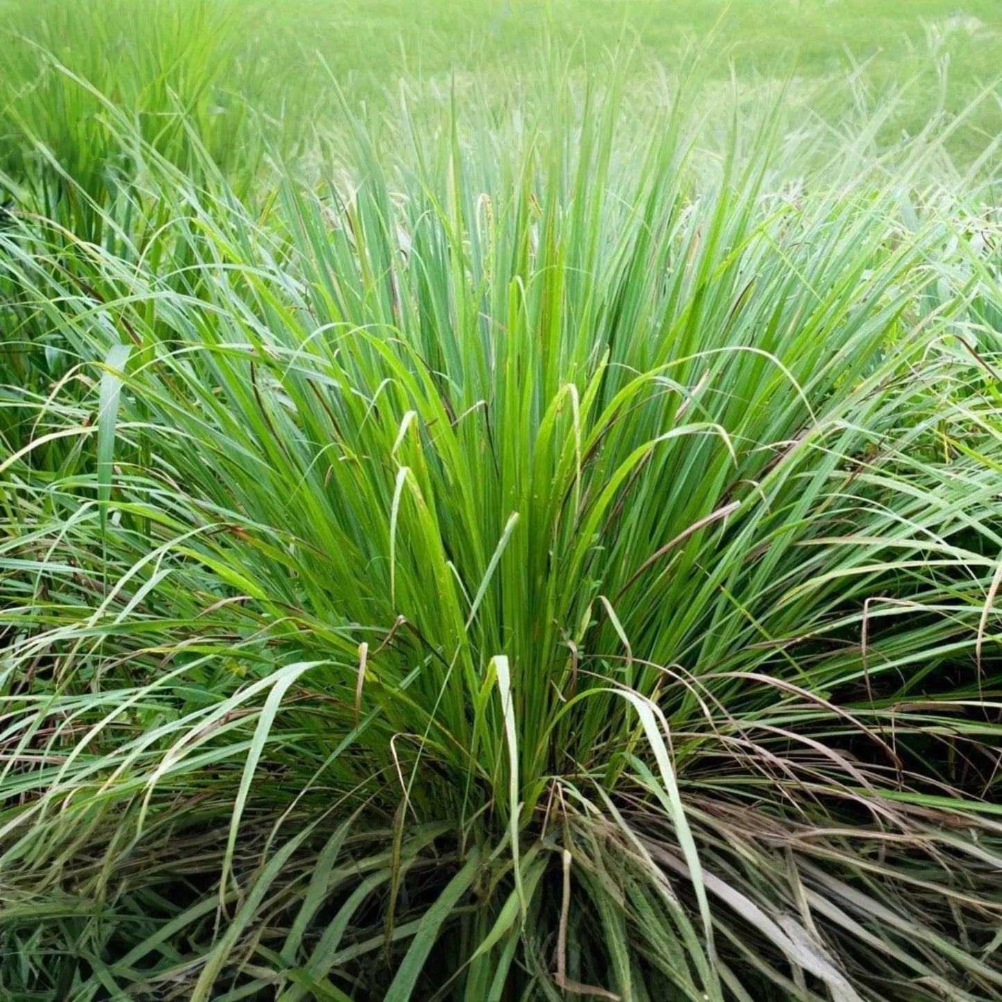 Lemon Grass Seeds | 100+ Non-GMO Fresh Garden Seeds | Cymbopogon citratus