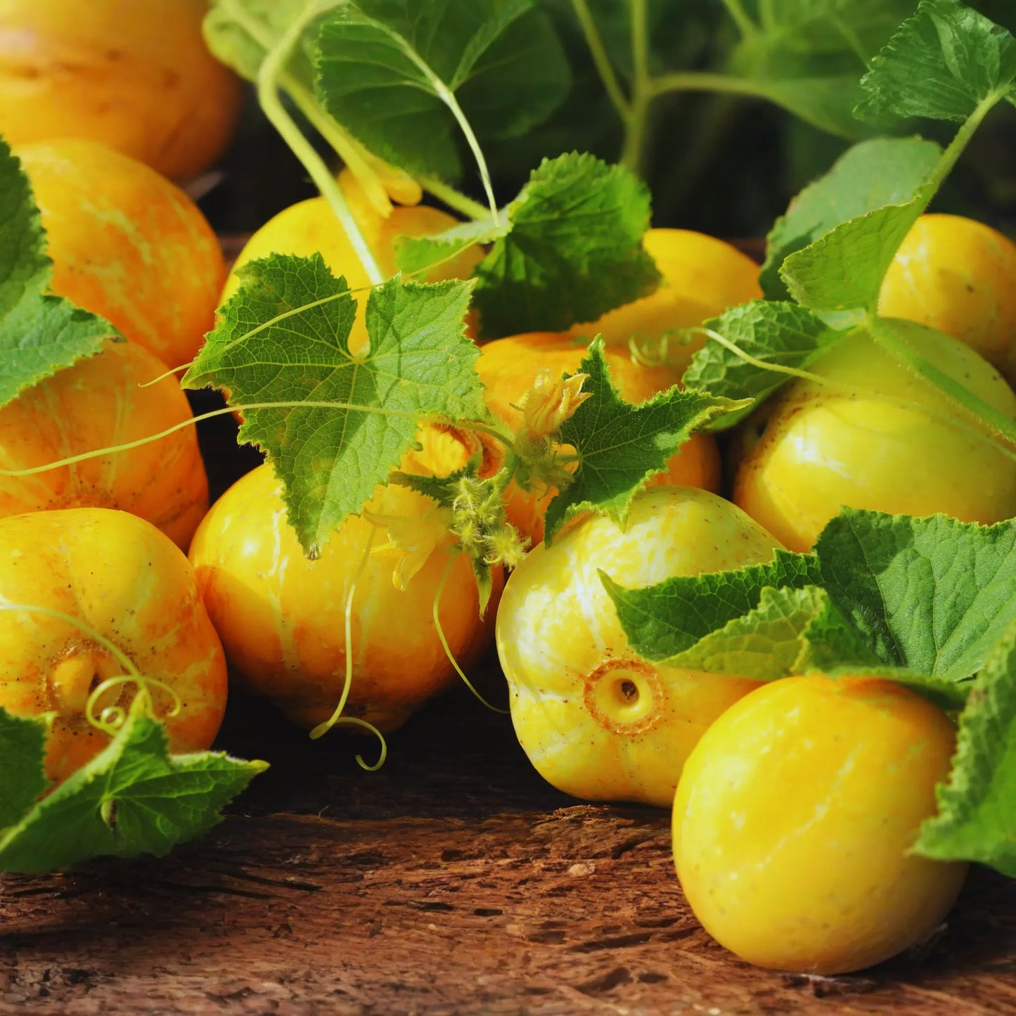 Lemon Cucumber Seeds - 50+ Non-GMO Seeds for Gardening - Cucumis sativus