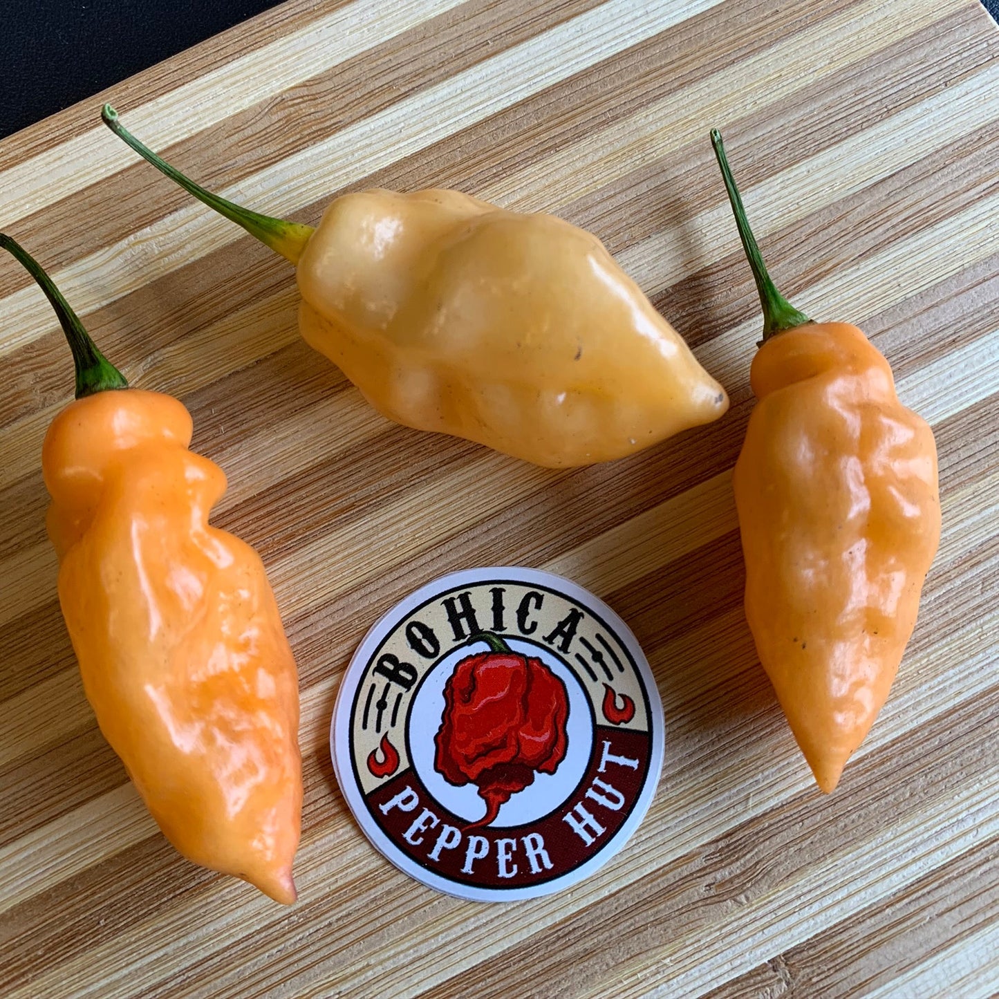 Bhut Jolokia Peach x Pimenta de Neyde - Seeds