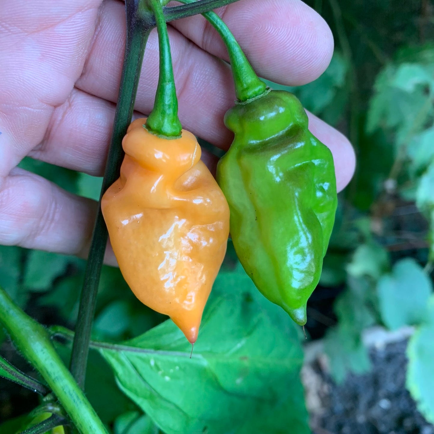 Bhut Jolokia Peach x Pimenta de Neyde - Seeds