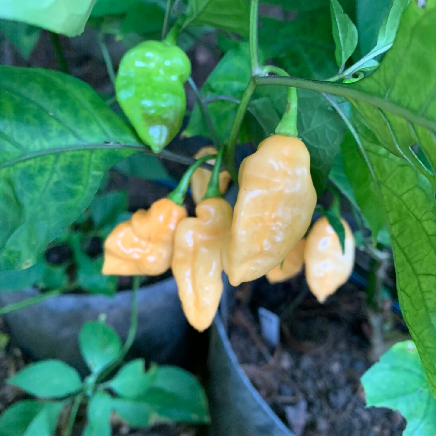 Bhut Jolokia Peach x Pimenta de Neyde - Seeds