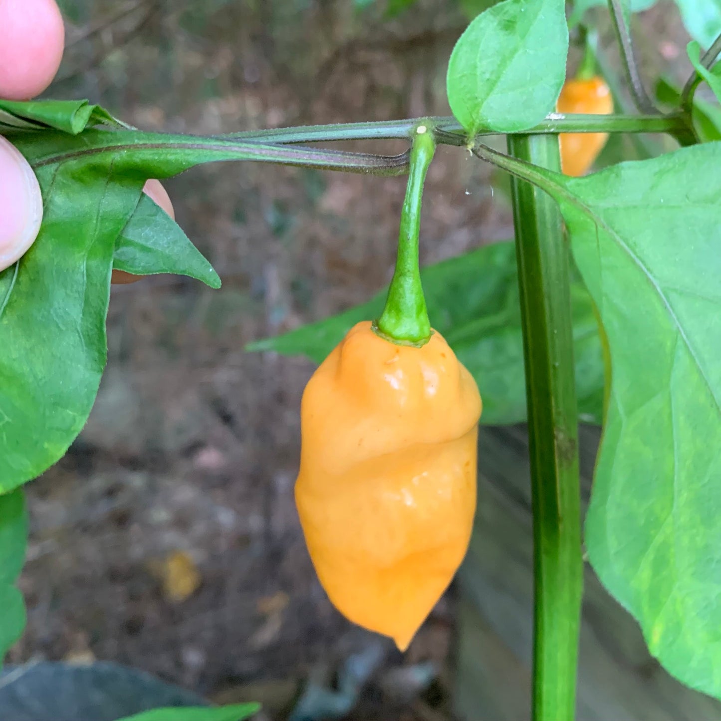 Bhut Jolokia Peach x Pimenta de Neyde - Seeds